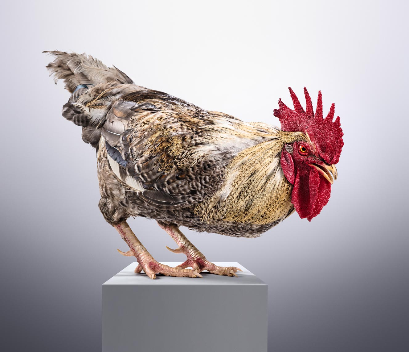 HCC_Animals_Rooster_2_w3c_Flat_Expanded