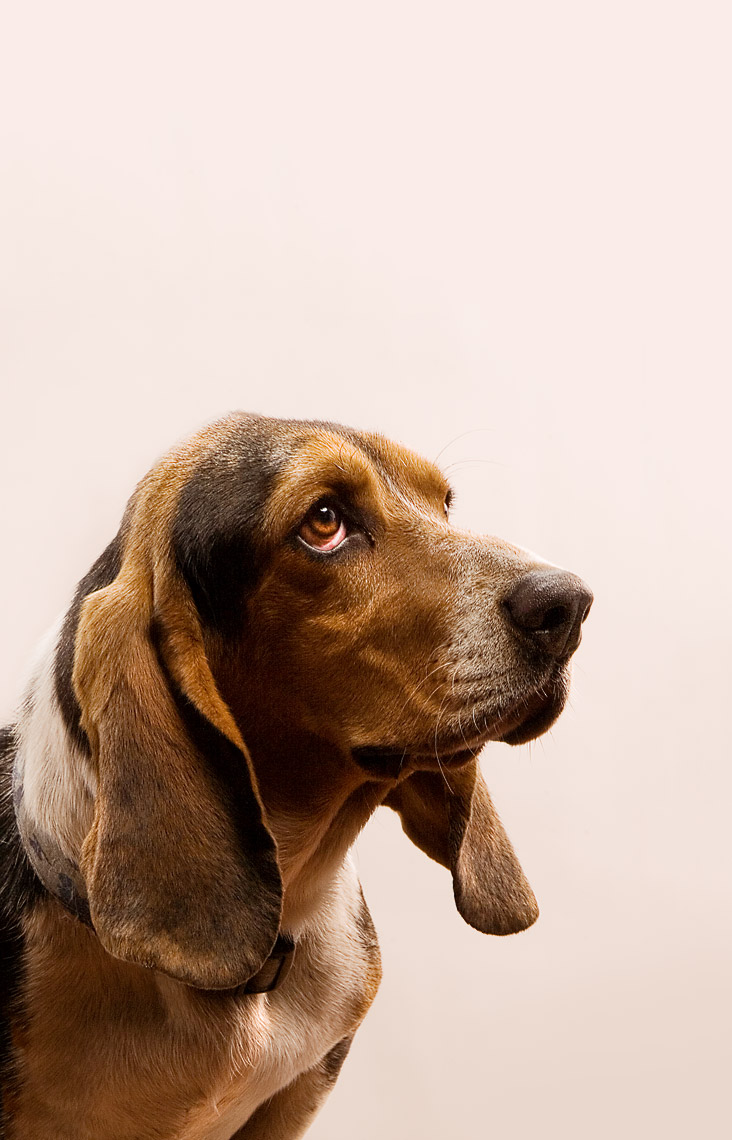 Rosco-needs-a-home-Final3