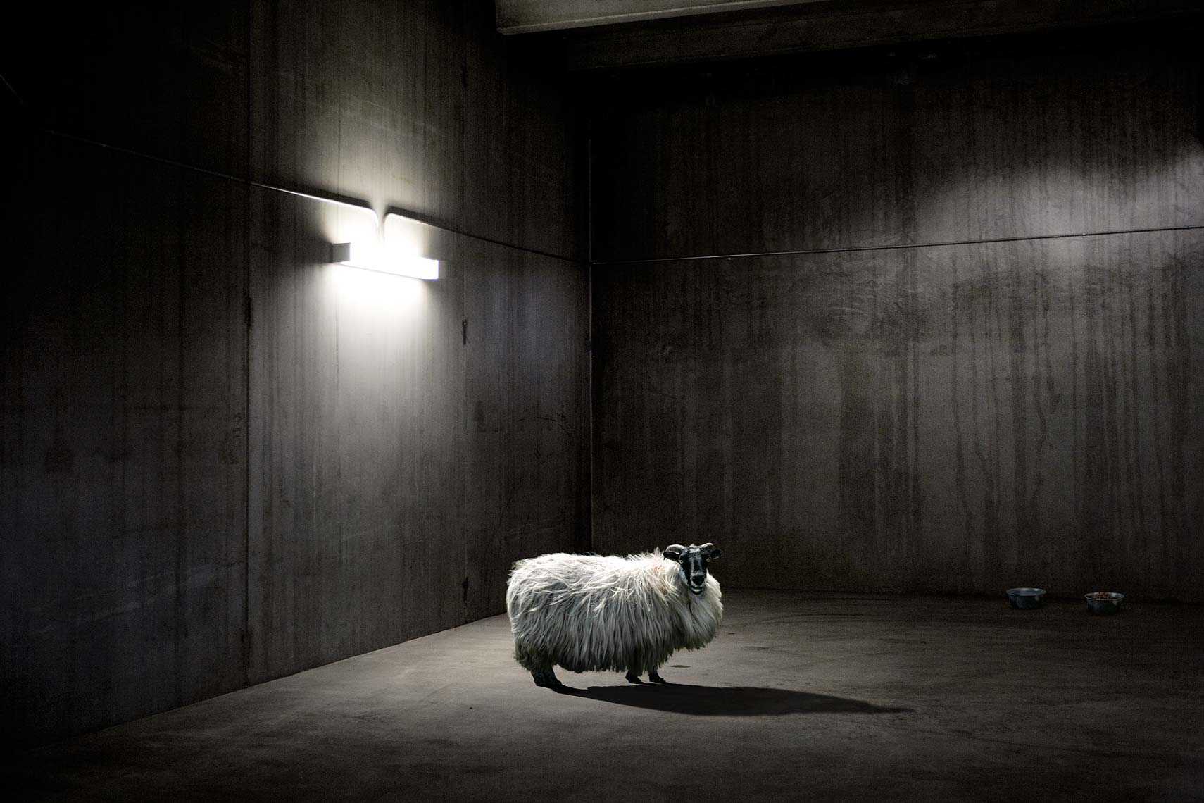 sheep-in-garage-WIP-3-flat